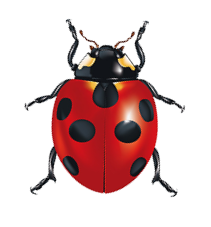 Ladybug 1