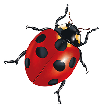 Ladybug 1